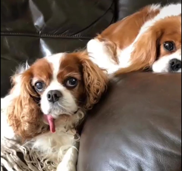 dogs watching from the sofa